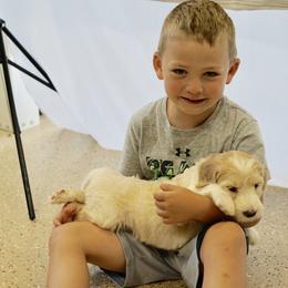 Goldendoodle and Sheepadoodle Puppies from The Farms Precious Doodles