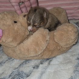 Girl 2 - Chocolate and tan female Pomeranian puppy in Angleton, Texas from Pomeranian Palace, LLC