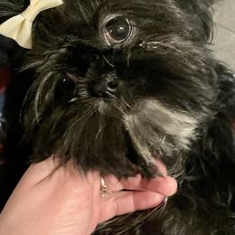 Shih Tzu Puppies from Amanda's Shih Tzu