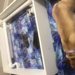 French Bulldog Puppies from PNW French Bulldogs