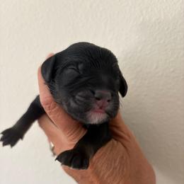 Stella - Tri-color female Bernedoodle puppy in Carlotta, California from Lost Coast Poodles and Doodles