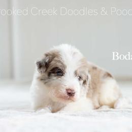 Bodacious - Red merle male Bordoodle puppy in Woodruff, South Carolina from Crooked Creek Doodles and Poodles