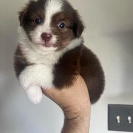 Boy 3 - Red tri male Toy Australian Shepherd puppy in Georgetown, Texas from Minikin Manor