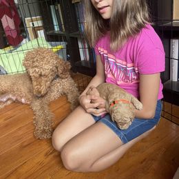 Poodle Puppies from Renders Poodles