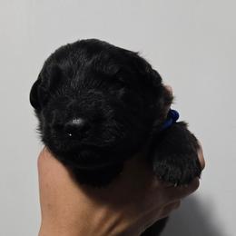 Sokka ( Blue Collar) - Black male German Shepherd puppy in Ocala, Florida from Guardian Shepherds