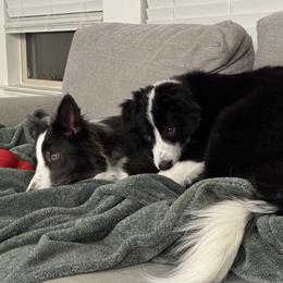 American Corgi and Border Collie Puppies from Duncan's Border Collies and Corgis