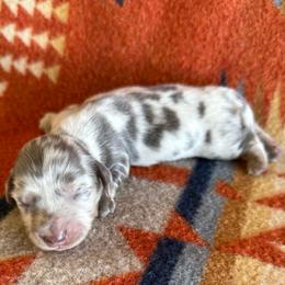 RESERVED- Dilute Blue Dapple - Dapple female Dachshund puppy in Okeechobee, Florida from HotShot Kennels