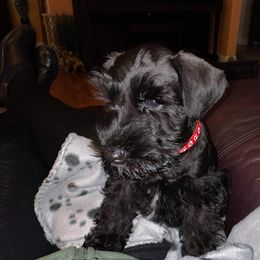Miniature Schnauzer Puppies from Southpaw Schnauzers