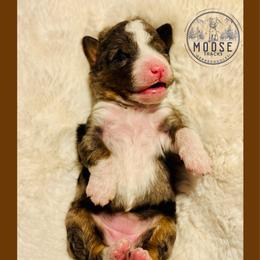 Sprinkles - Blue merle female Bernedoodle puppy in Belleville, Michigan from Moose Tracks Bernedoodles