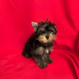 HL blue girl - Blue and gold female Yorkshire Terrier puppy in Alburnett, Iowa from Hobbs Shire Yorkies