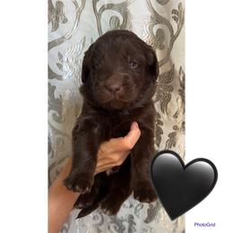 Levi - Brown male Newfoundland puppy in New Paris, Ohio from Beatty Newfies