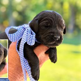 Mr. Blue Collar - Black male Australian Labradoodle puppy in Wake Forest, North Carolina from Lucky Country Labradoodles