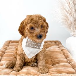 Hattie's Last Chapter- Bookmark - Apricot male Goldendoodle puppy in Russell Springs, Kentucky from Milk & Honey Doodles
