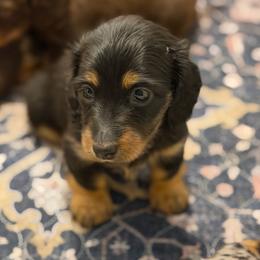 Black and Tan - Black and tan female Dachshund puppy in Harmony, North Carolina from Schuster Haus