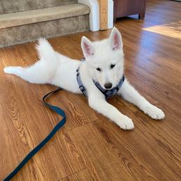 Rhaegar - 5 - White male Siberian Husky puppy in Stone Mountain, Georgia from House Callihan-Walker Kennel
