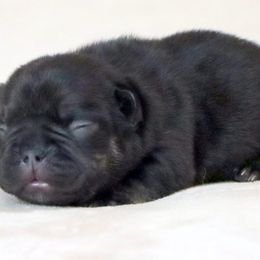 Ava - Tricolors female French Bulldog puppy in Winnsboro, Texas from JP Ranch Bulldogs