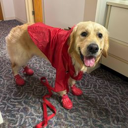 Big Red - Dark golden male Golden Retriever puppy in Gainesville, Florida from Heart and Soul Dog Breeding, Inc.