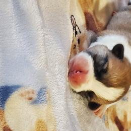 Pembroke Welsh Corgi Puppies from AJ'S Country Corgi's