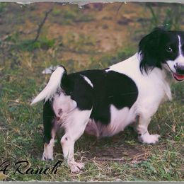Bonnie - Dachshund