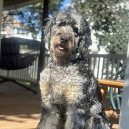 Eclipse - Bernedoodle