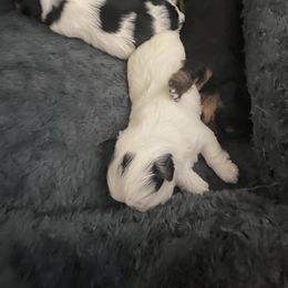 Yorkshire Terrier puppies from Teddy Bear Yorkies