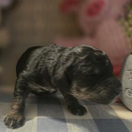 Storm - Phantom female Goldendoodle puppy in Freedom, New York from Samantha's Goldendoodles