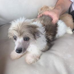 DaoDog Neo Choosen One - Black white and tan male Chinese Crested puppy in Highland Park, Michigan from Family Kennel Dao Dog
