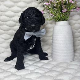 Bunny - Black female Goldendoodle puppy in Waterloo, Illinois from Ashly Miller