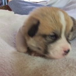 Pembroke Welsh Corgi Puppies from Avalon Farms Pembroke Welsh Corgis