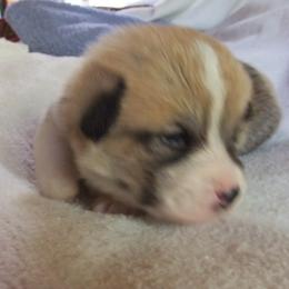 Pembroke Welsh Corgi Puppies from Avalon Farms Pembroke Welsh Corgis