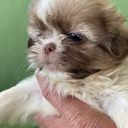 Boy 1 - male Shih Tzu puppy in Troy, Michigan from "Shihtzu Best Friend"