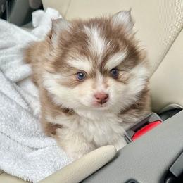 Pomsky Puppies from Blue Heaven Pomskies
