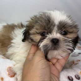 NB - Black gold and white female Shih Tzu puppy in Middleborough, Massachusetts from Shih Tzu Pups
