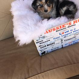 Australian Shepherds, Miniature Australian Shepherds, and Toy Australian Shepherds from Texas Miniature Aussies
