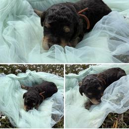 Cupid - Phantom male Poodle puppy in Conway, Arkansas from Arkansas River Poodles