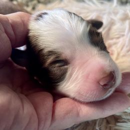 Red tricolor - Red tri male Miniature Australian Shepherd puppy in Kingsport, Tennessee from Copper Line Aussies
