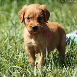 Polly Dark Pink Girl - Dark golden female Golden Retriever puppy in Idaho Falls, Idaho from Once Upon A Dream Kennels