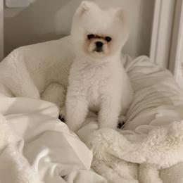 Pomeranians from Nikkipom