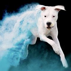 Dogo Argentino and Greyhound Puppies from Wayward Kennels