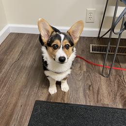 American Corgis from Robyn's Nest Farm