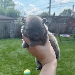 Blue sable boy - Blue sable male Pomeranian puppy in Oak Lawn, Illinois from Pomeranian Boutique