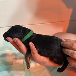 Green - Black and red male German Shepherd puppy in Orrick, Missouri from Schultz's Premium German Shepherds