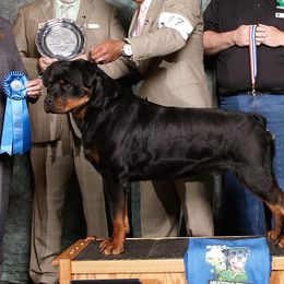 Rottweilers from Karriem Rottweilers