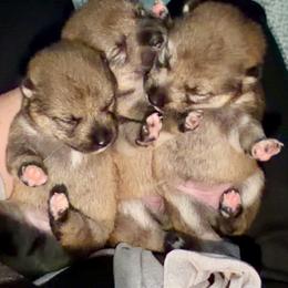 Sesame F2 - Sesame female Shiba Inu puppy in Clewiston, Florida from Animal Farm Shiba Inus & Mameshibas