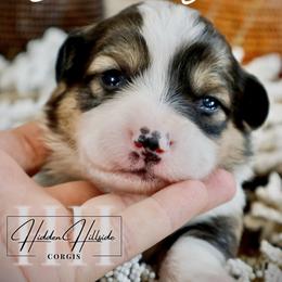 Sable Fluff Girl Tail - Sable female Pembroke Welsh Corgi puppy in Locust Grove, Oklahoma from Hidden Hillsides Corgis