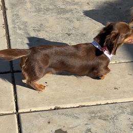Tootsie - Dachshund