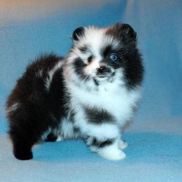 Pomeranian Puppies from Beau Joli Pomeranians