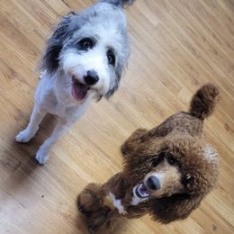 Aussiedoodles from Green Thumb Farms Oodles of doodles