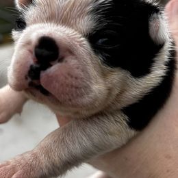 Maggie's black brindle boy - Black brindle and white male Boston Terrier puppy in Yakima, Washington from Barnett’s AKC Boston Terriers