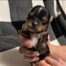 Yorkshire Terrier Puppies from Sweet Soul Yorkies